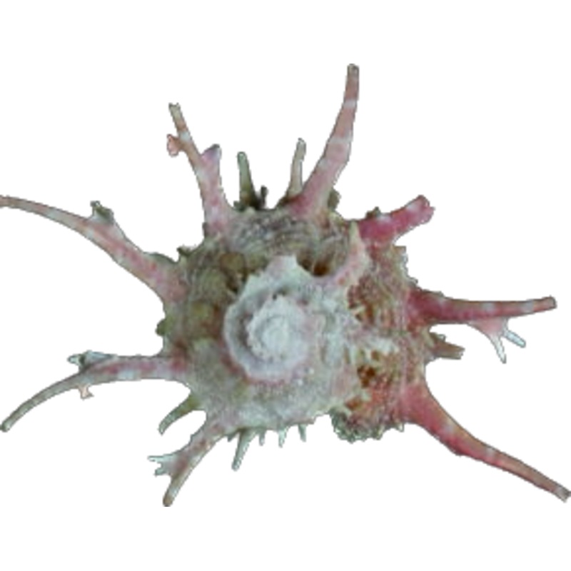 Dragon Throne Turbo Snail