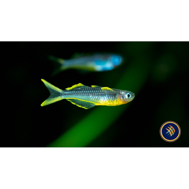 Forktail Rainbowfish (Pseudomugil Furcatus) 2-3cm