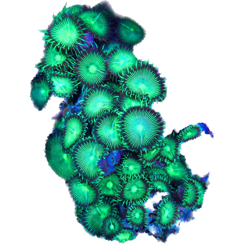 GREEN IMPLOSION PALY  WYSIWYG Per Head