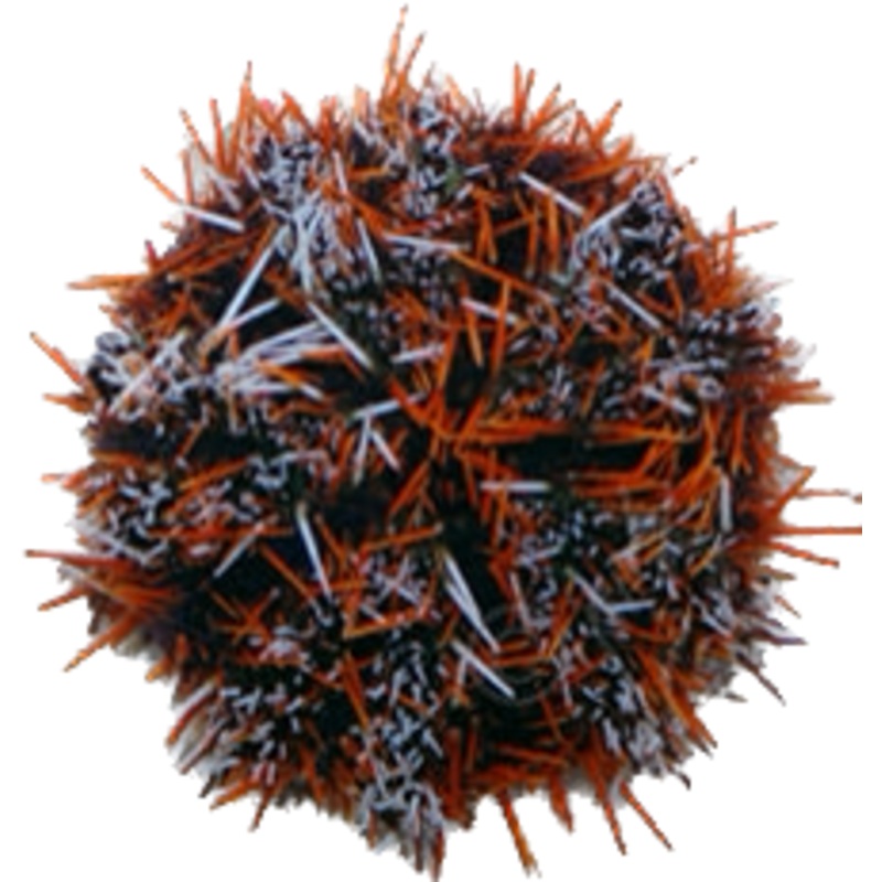 Halloween Urchin Med