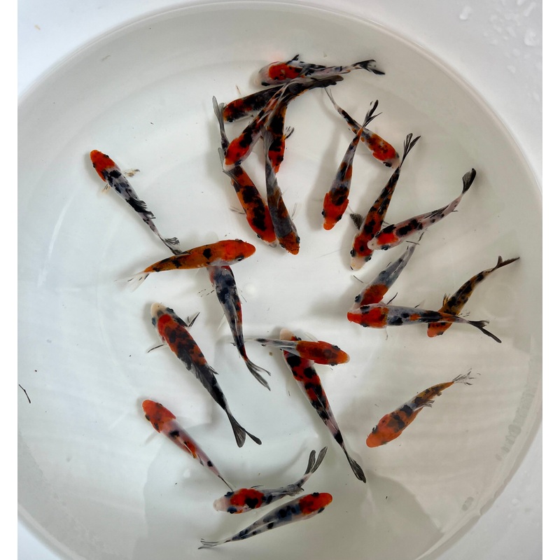 Koi 2.5-4