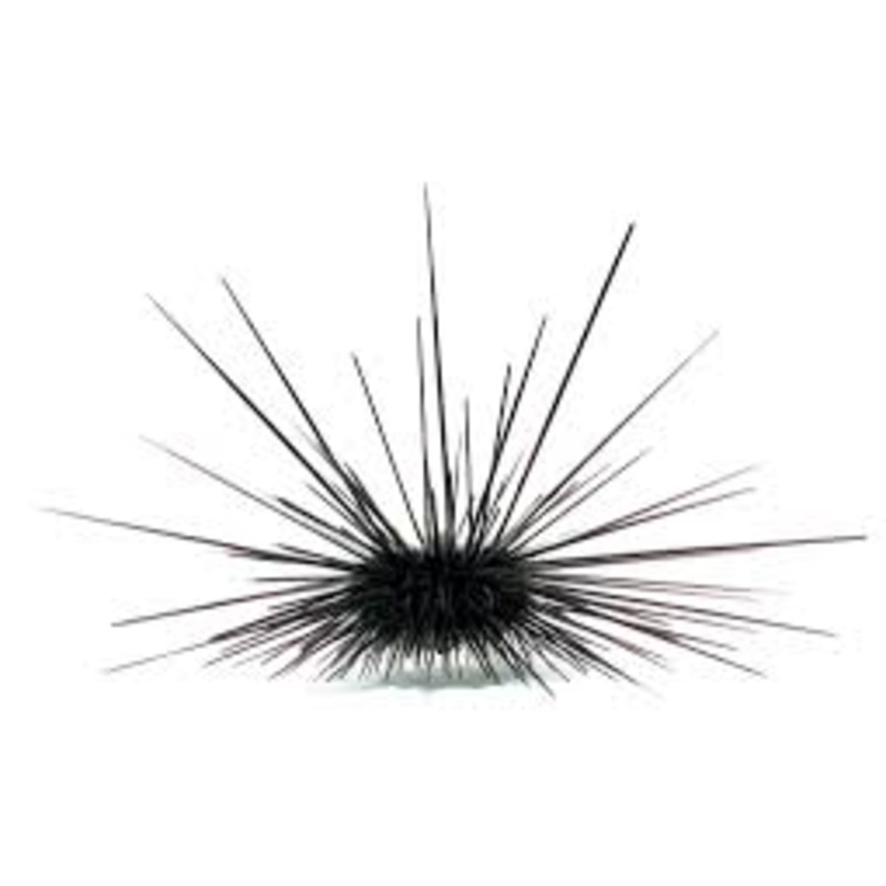 Long-spined Urchin Lg