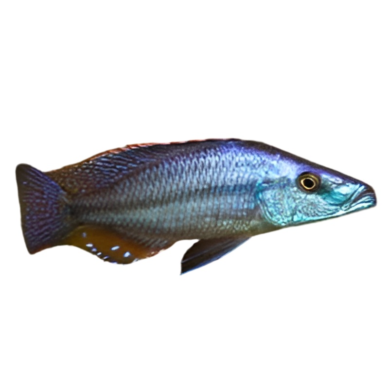 Malawi Eye Biter 2.5
