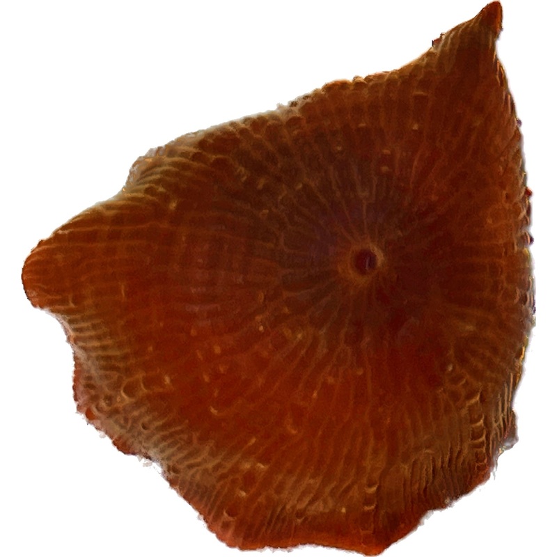 Orange discosoma mushroom WYSIWYG