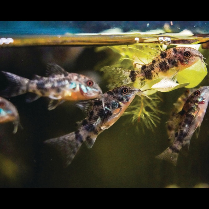 Peppered Cory (Corydoras paleatus)