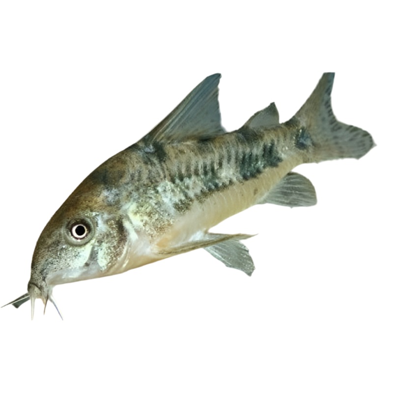 Peppered Corydora