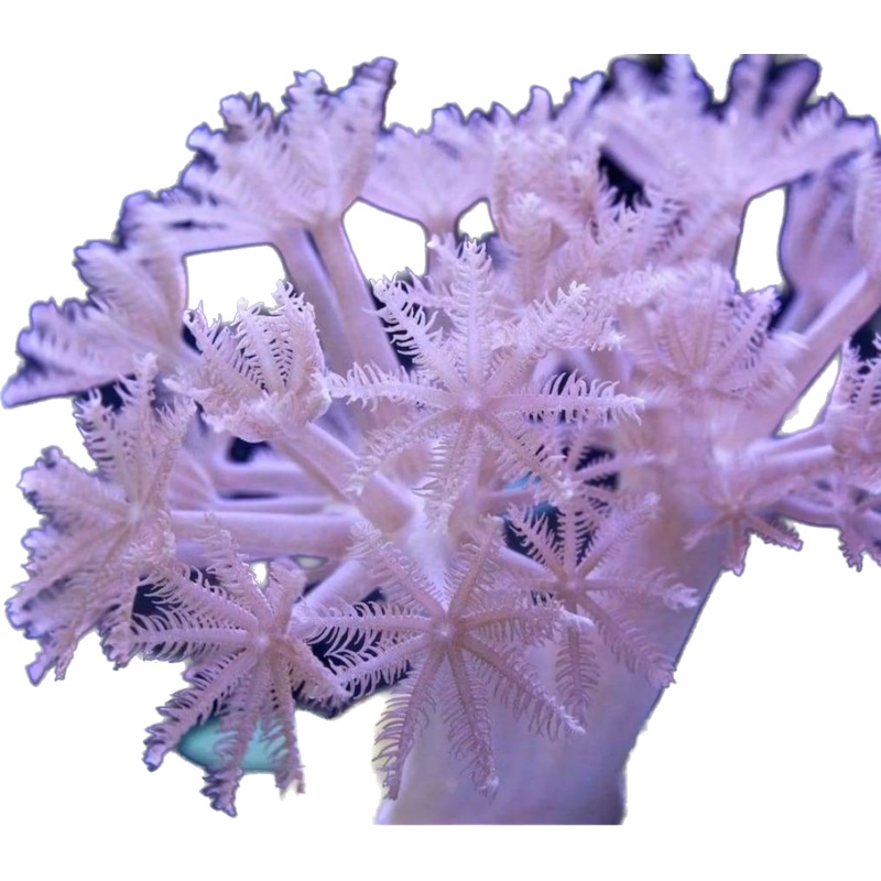 Pulsing Xenia Frags