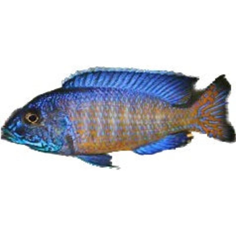 Stuartgranti Peacock Cichlid