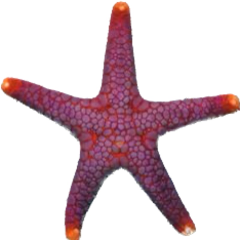 Volcano Starfish