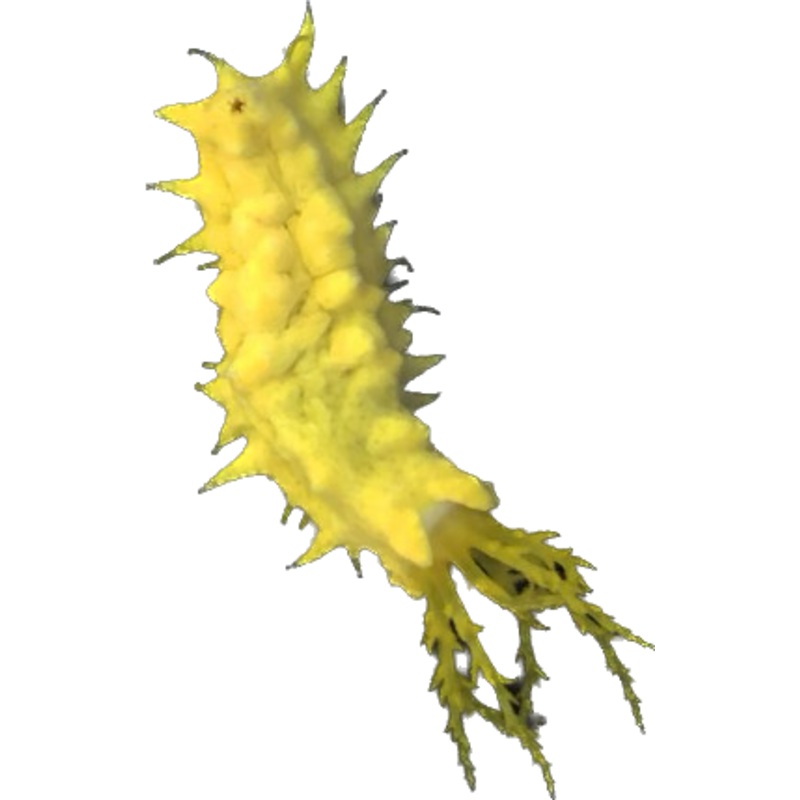 Yellow Sea cucumber