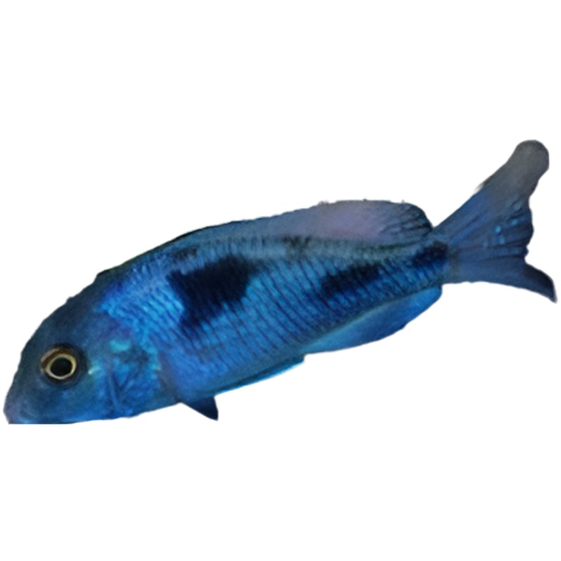 Blue Dolphin Cichlid