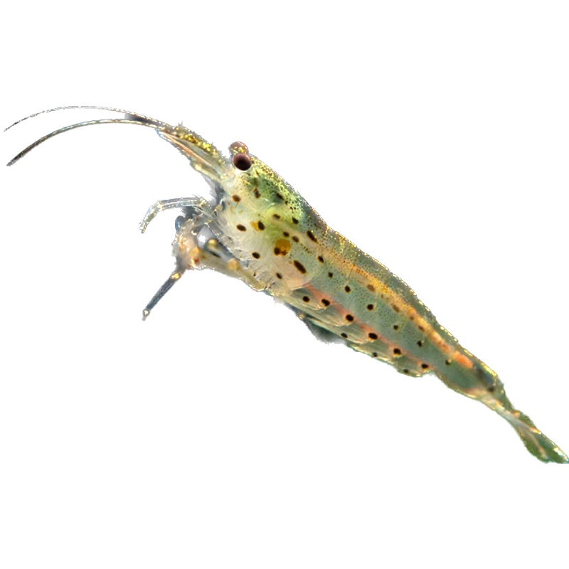 Amano Shrimp