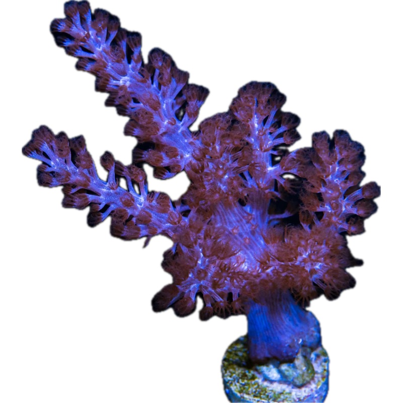Avatar Kenya Tree Leather Coral