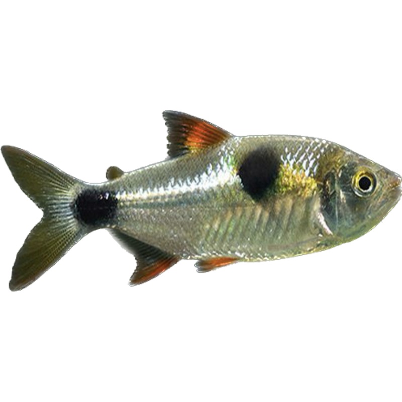 Buck Toothed Tetra