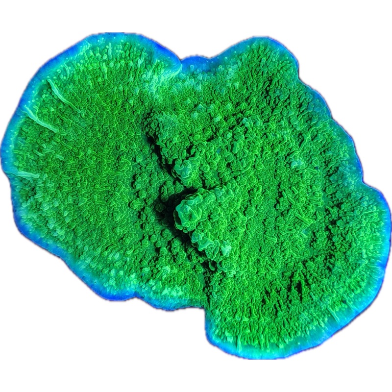 Green Cap Montipora Frag