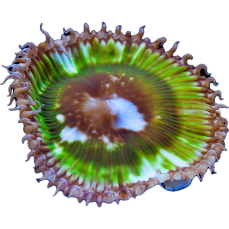 Green Palythoa grandis (per head)