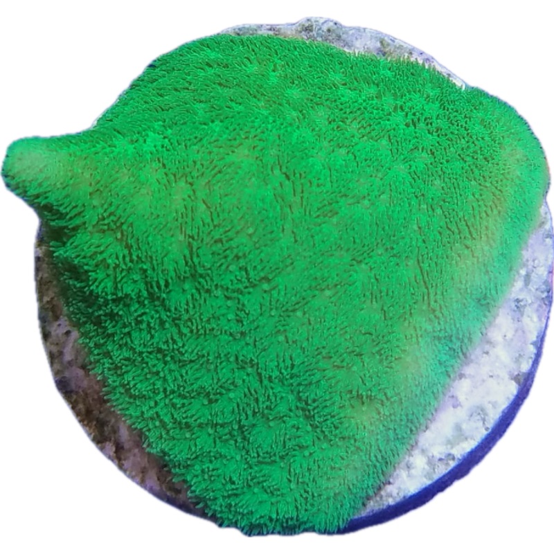 Green Psammocora Frags
