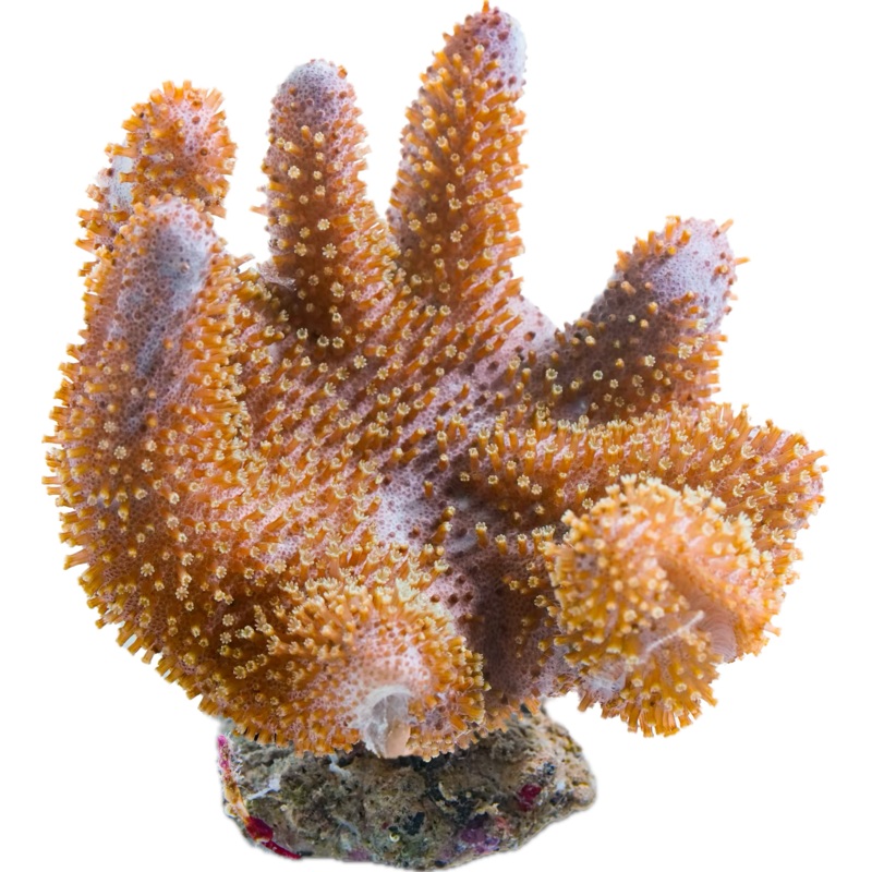 Lobophytum sp - Devil's Hand frag