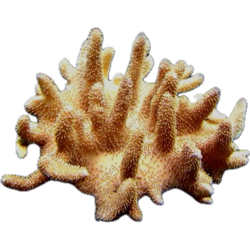Lobophytum sp - Devil's Hand (large colony)