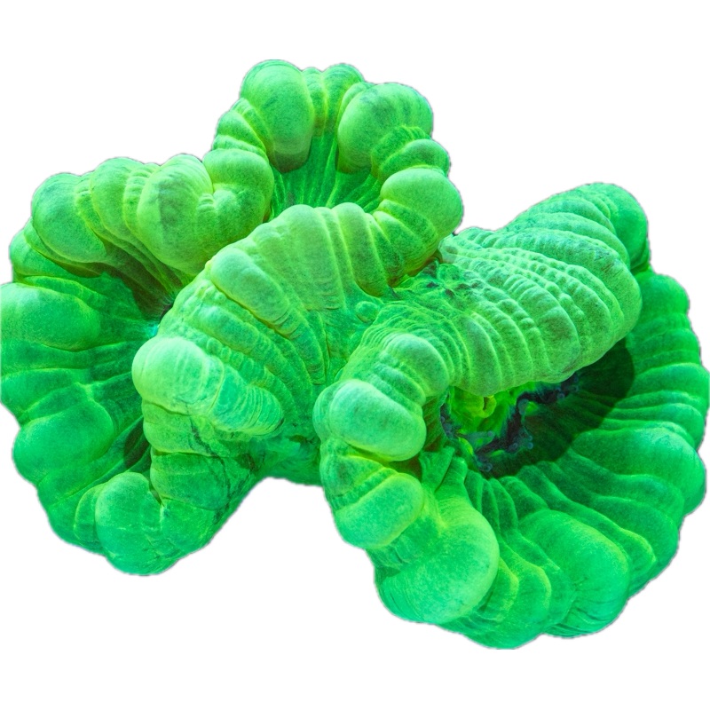 Mint Green Trumpet Corals (per head)