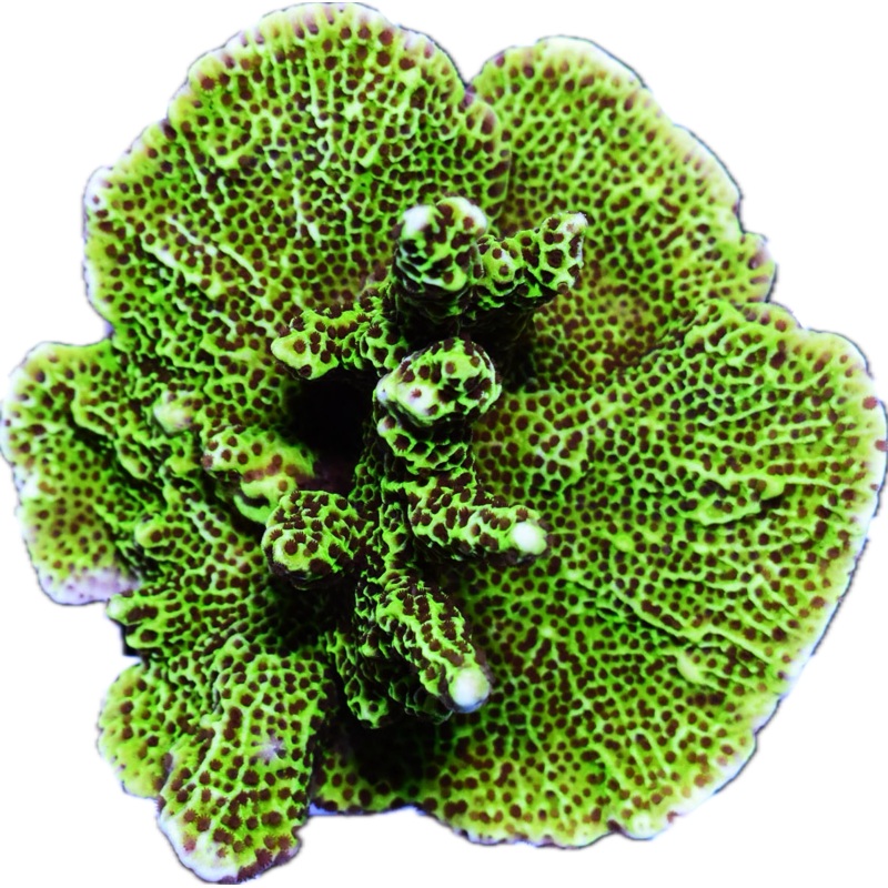Montipora Confusa Colony