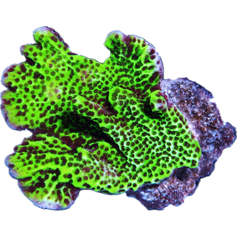 Montipora Confusa Frag