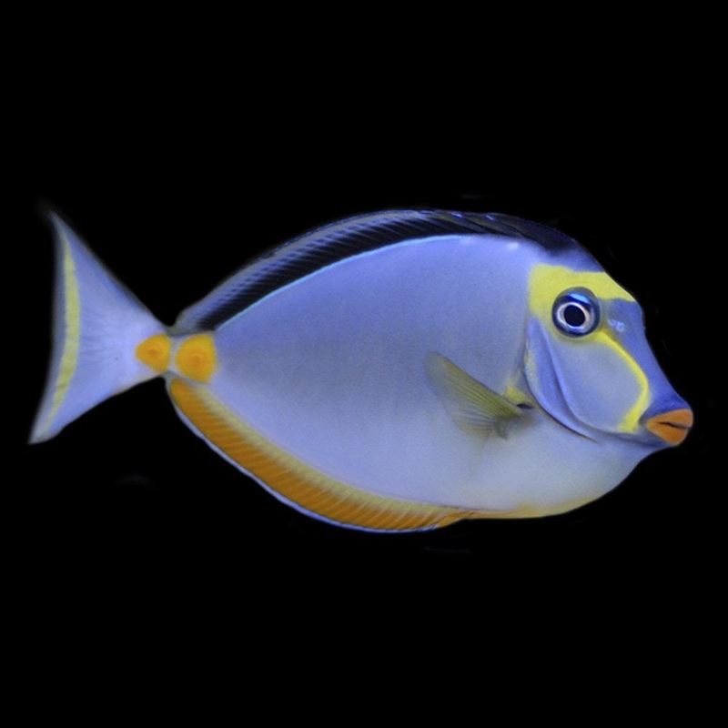 Naso Tang Med