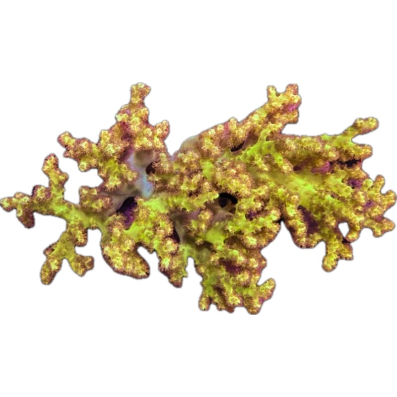 Neon Green Nepthea (RARE) frag 1