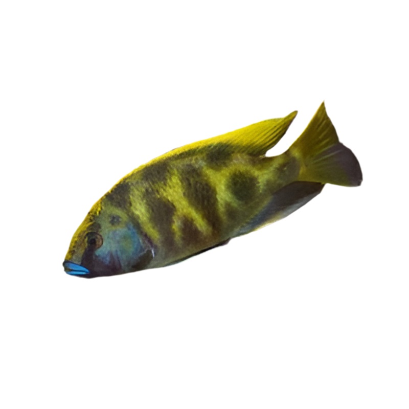 Nimbochromis venustus