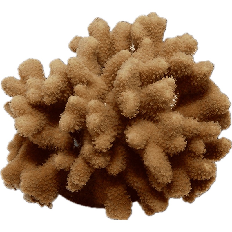 Porites Coral Frag (SPS)