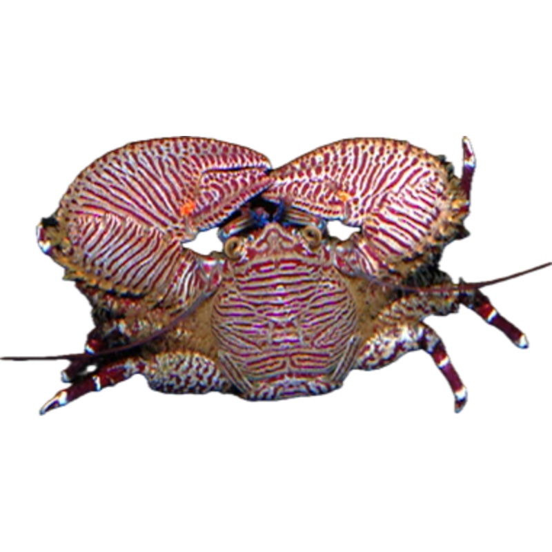Purple Banded Porcelain Crab
