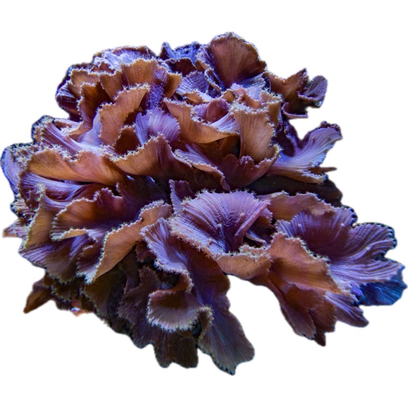 Purple Cabbage coral colony 8-12