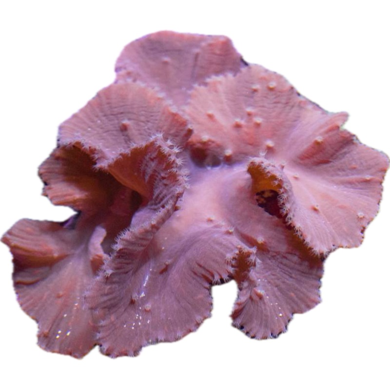 Purple Cabbage Coral frag