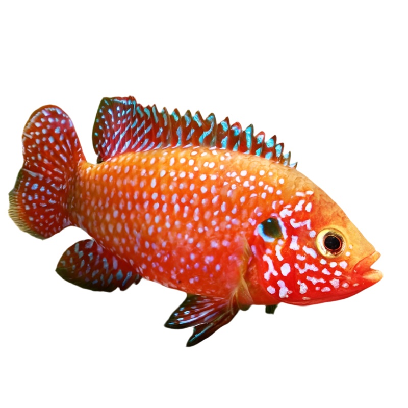 Red Jewel Cichlid 2