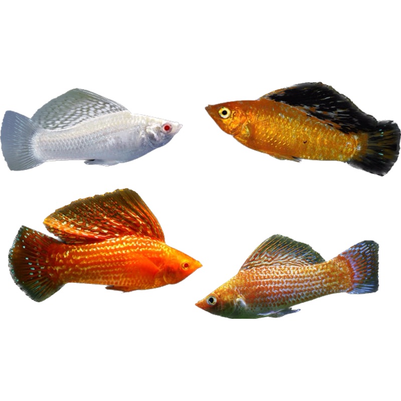 Assorted Sailfin Molly
