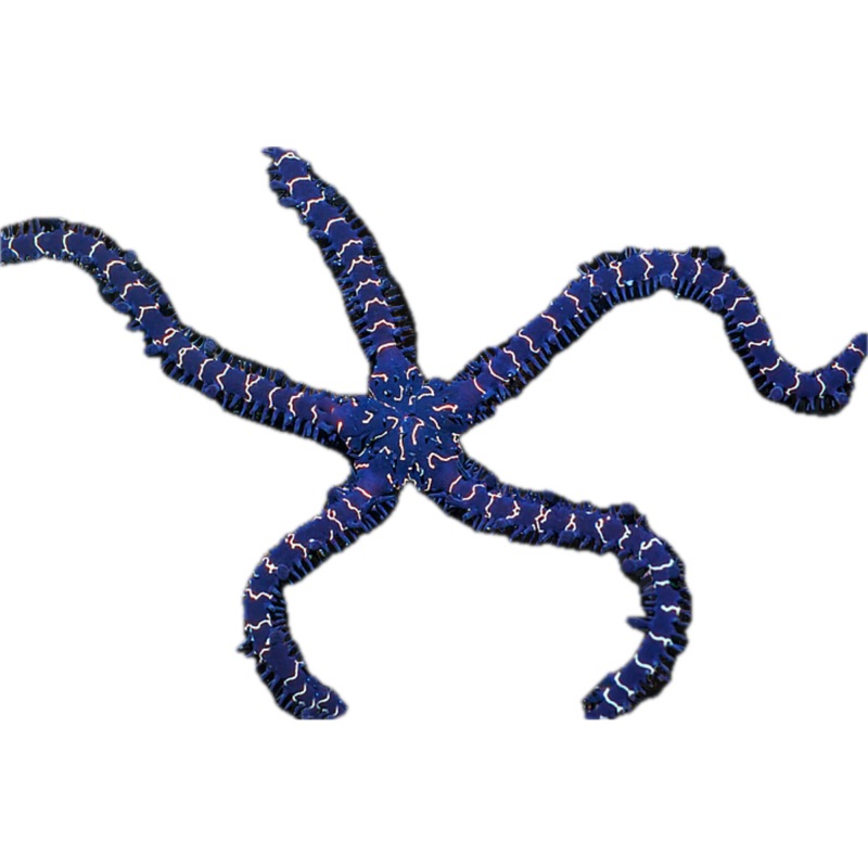 Brittle Starfish  - Black lightning