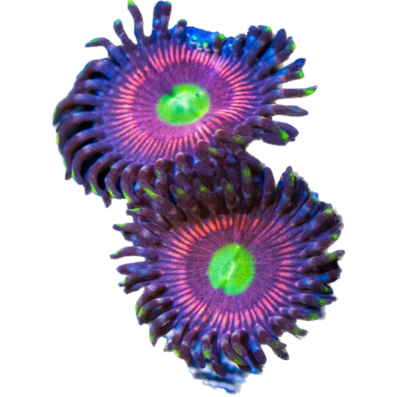 Cats Eye Zoa