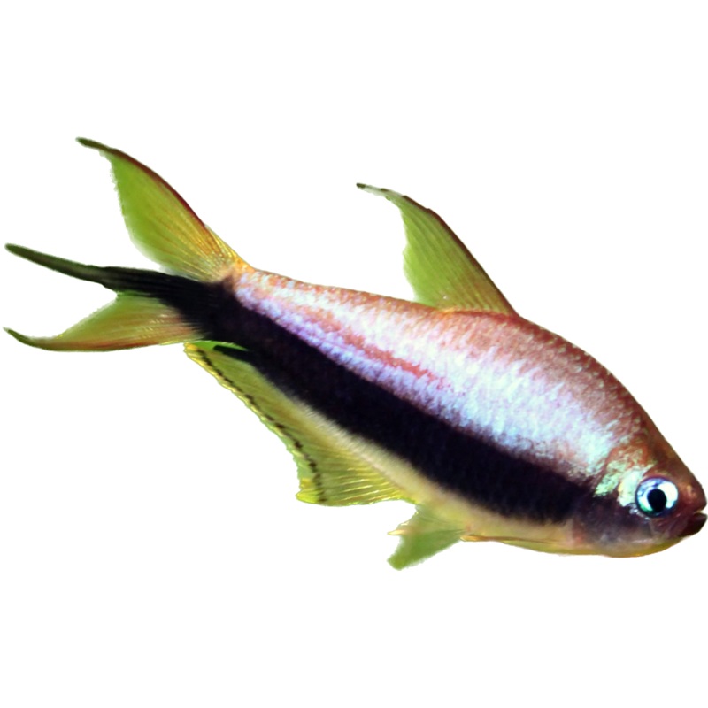 Emperor Tetra