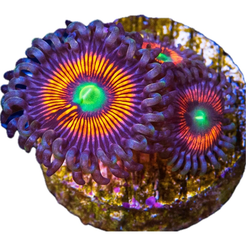 Everlasting Gobstopper Paly