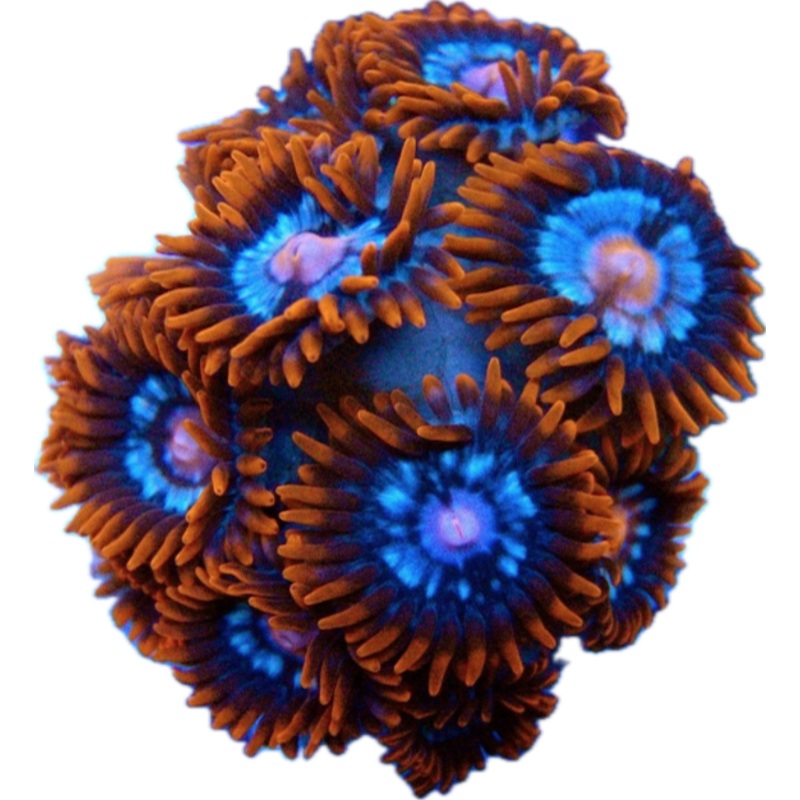 Fire & Ice  Zoa