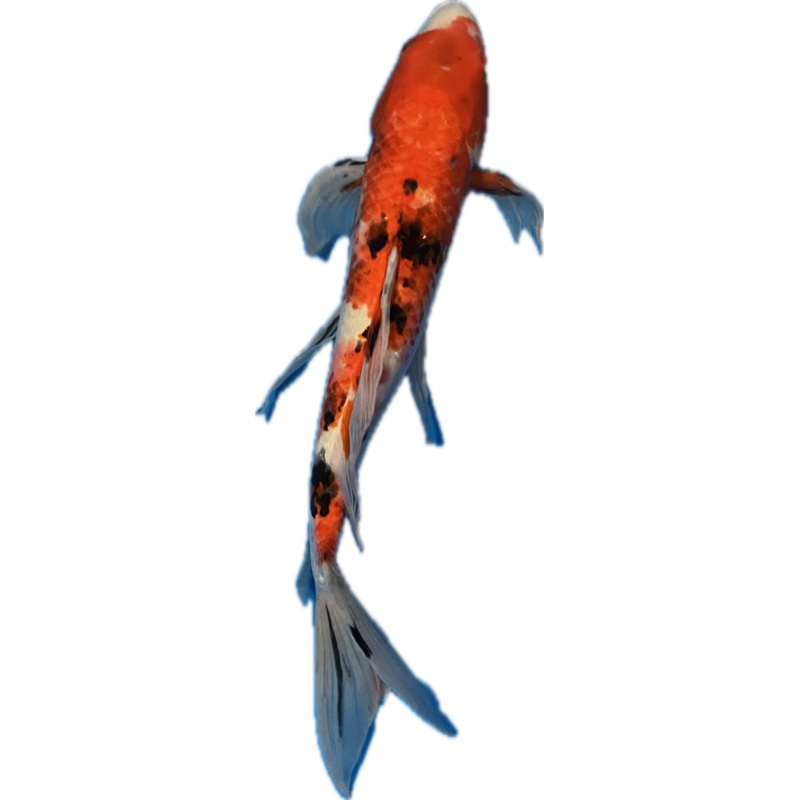 Koi WYSIWYG 13