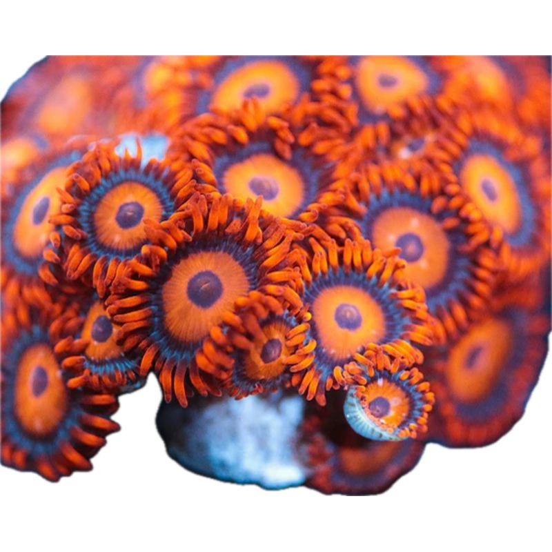 Orange Oxide Zoa Frag