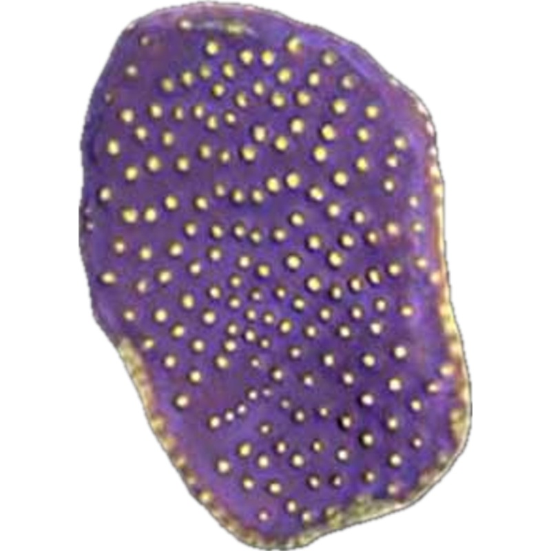 Purple Turbinaria Cup coral