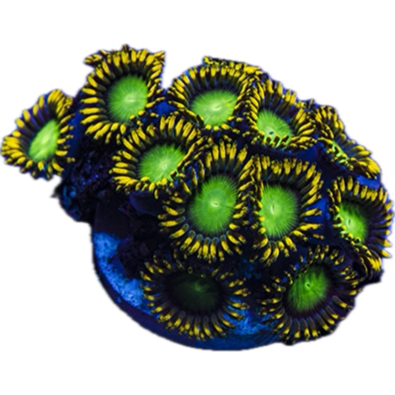 Radioactive dragon eye  Zoa