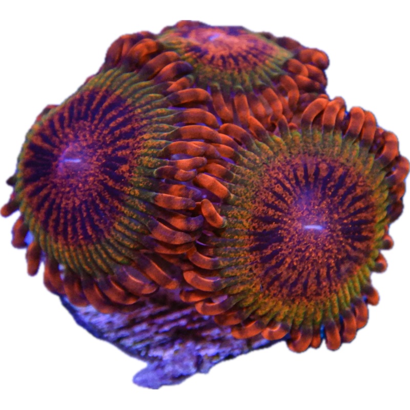 Speckled Krak Paly