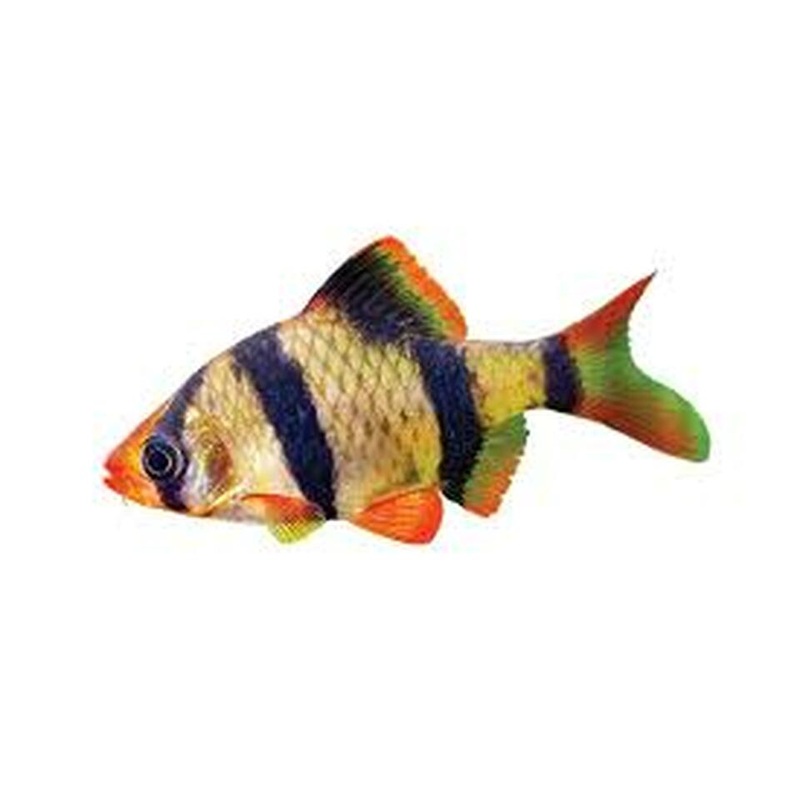 Tiger Barb