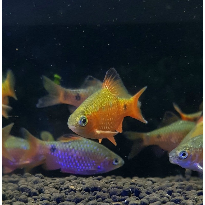 Rosy Barb (Puntius Conchonius)