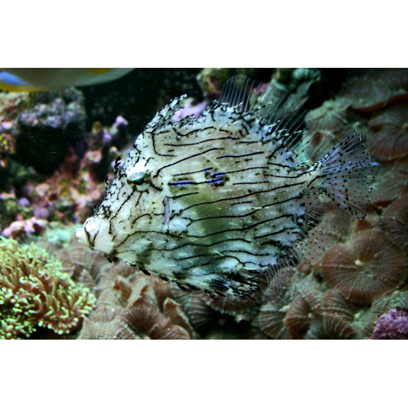 Prickly Leather Jacket (Chaetodermis Pencilligerus)