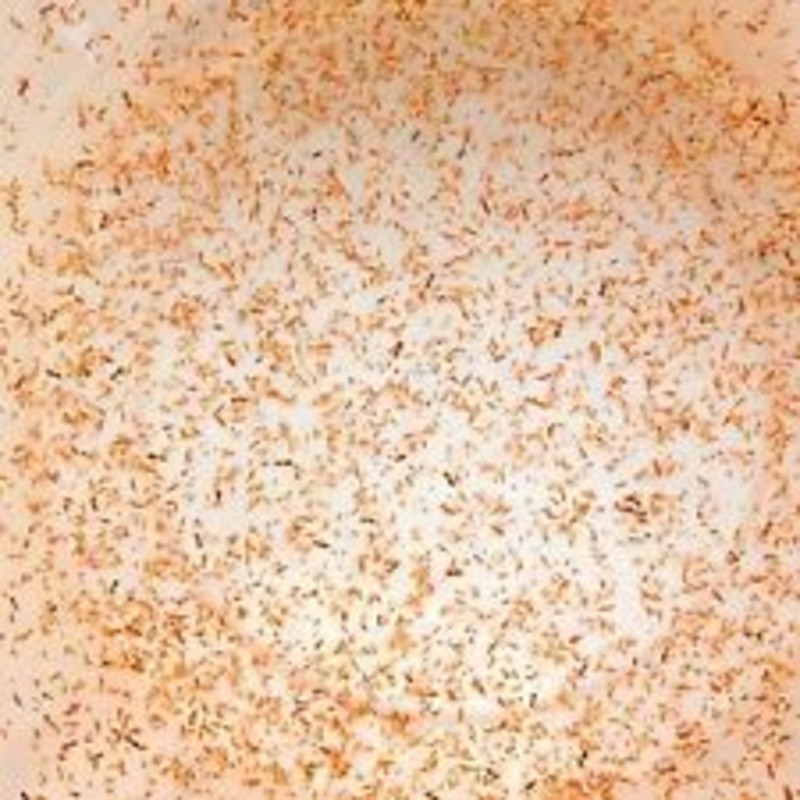 Live Baby Brine Shrimp 250ml (per bag)