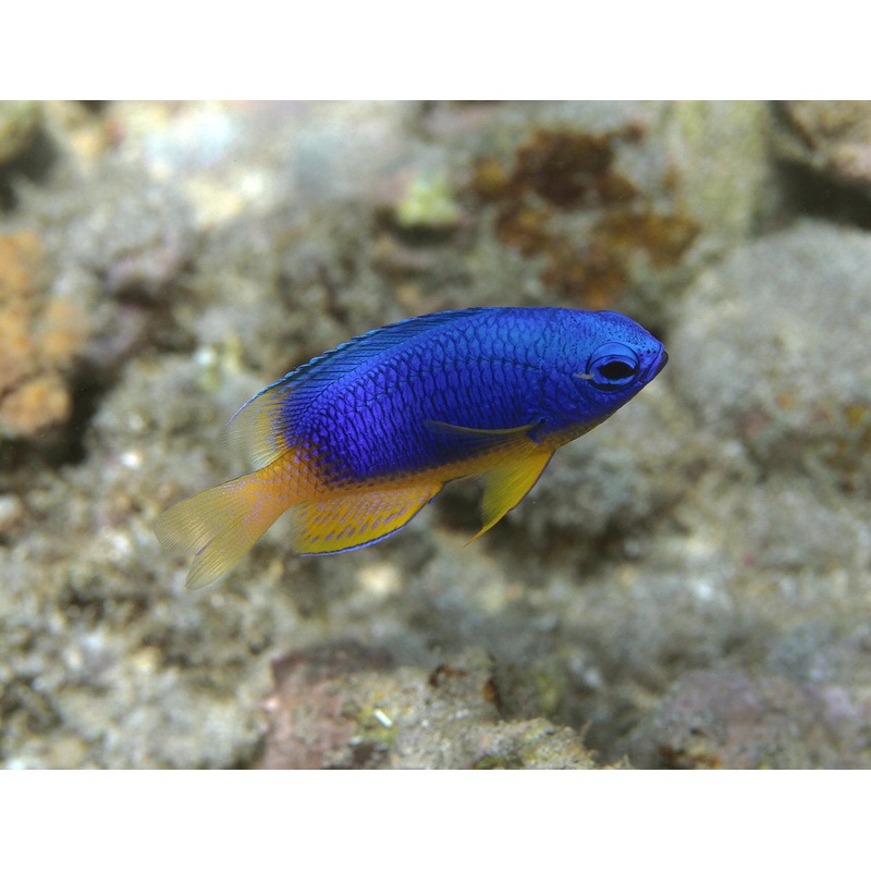 Neon damsel (Pomacentrus Caeruleus)